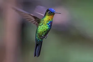 Fiery-throated Hummingbird (Panterpe insignis), Costa Rica