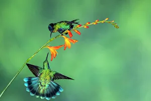fiery-throated hummingbird (Panterpe insignis), Paraiso Quetzal, San Jose, Costa Rica