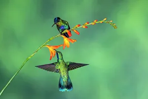 New World Prints: fiery-throated hummingbird (Panterpe insignis), Paraiso Quetzal, San Jose, Costa Rica