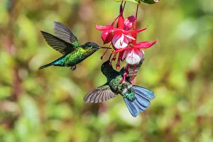 New World Prints: fiery-throated hummingbird (Panterpe insignis), Paraiso Quetzal, San Jose, Costa Rica