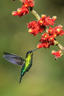 New World Prints: fiery-throated hummingbird (Panterpe insignis), Paraiso Quetzal, San Jose, Costa Rica