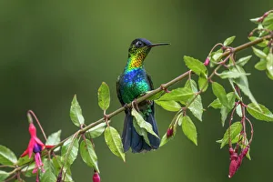Fiery-throated Hummingbird (Panterpe insignis), Costa Rica