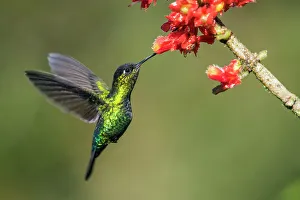 Sexual Dimorphism Prints: fiery-throated hummingbird (Panterpe insignis), Paraiso Quetzal, San Jose, Costa Rica