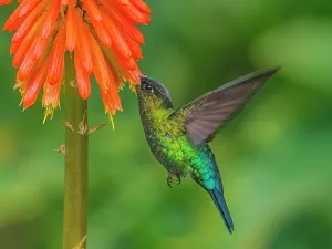 Flying Prints: Fiery-throated Hummingbird (Panterpe insignis)