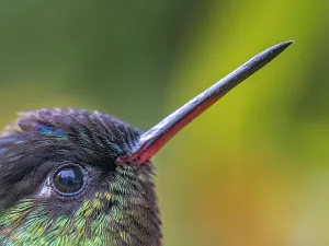 Fiery-throated Hummingbird (Panterpe insignis), Cartago Province, Copey District, Costa Rica