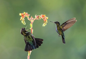 Guy Edwardes Prints: Fiery-throated Hummingbirds (Panterpe insignis)