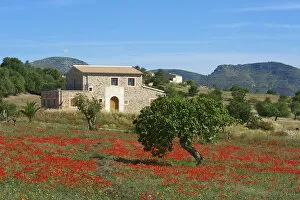 Finca, Poppy Blossom, Majorca, Balearics, Spain