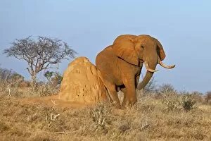 A fine African bull elephant rubs itself on a termite mound in Tsavo East National Park