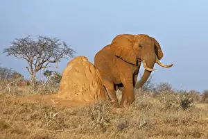 Animal Behaviour Prints: A fine African bull elephant rubs itself on a termite mound in Tsavo East National Park