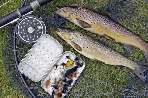 Two fine brown trout caught with dapping fly and rod from a boat on Loch Ba