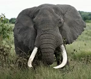 African Elephants Gallery: A fine bull elephant, Ngorongoro Crater