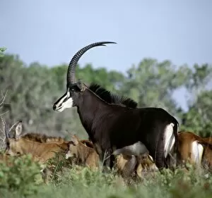 African Antelopes Gallery: A fine bull sable antelope with chesnut-brown females