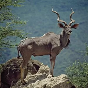 Animal Behaviour Collection: A fine Greater Kudu bull standing on a termite mound in the game reserve surrounding Lake Bogoria