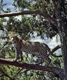 Carnivore Collection: A fine leopard in the cedar forests near Maralal