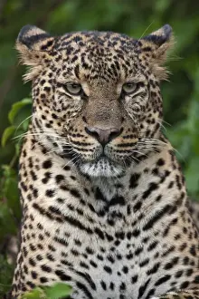 A fine leopard oblivious to light rain in the Salient of the Aberdare National Park