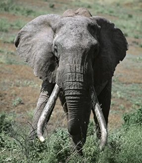 African Elephants Gallery: A fine old bull elephant with heavy tusks