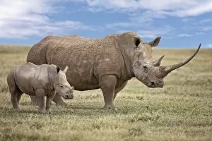 Wild Animals Gallery: A fine White rhino mother and calf in Solio Game Ranch