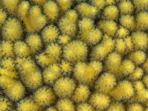 Coral Reef Prints: Finger Coral (porites furcata), Grand Cayman, Cayman Islands, British West Indies