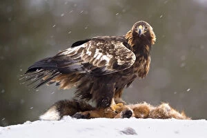 Finland, Golden Eagle on dead Red Fox in Utajarvi