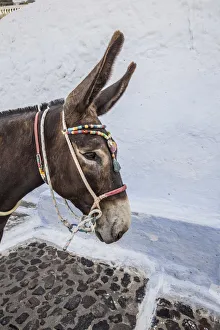 Pony Prints: Fira, Santorini (Thira), Cyclades Islands, Greece