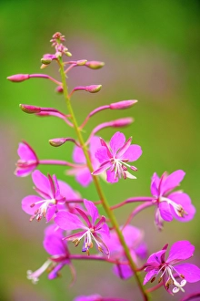 Mauve Prints: Fireweed (Chamerion angustifolium), Squanga Lake Territorial Park, Yukon, Canada