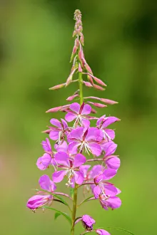 Fireweed Prints: Fireweed (Epilobium sp. ) at Bow Lake, Banff National Park, Alberta, Canada