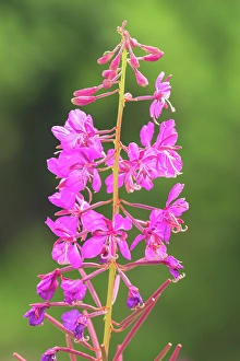 Wild Flower Prints: Fireweed (Epilobium sp) at Bow Lake, Banff National Park, Alberta, Canada