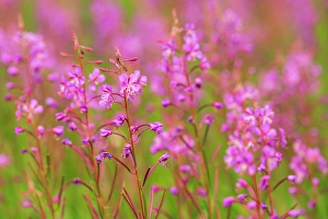 Wild Flower Prints: Fireweed (Epilobium sp) at Bow Lake Banff, National Park, Alberta, Canada