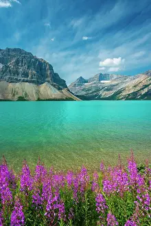Rocky Mountains Prints: Fireweed (Epilobium sp) in the foreground of Bow Lake with Crowfoot Mountain on the left