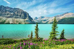 Bow Lake Prints: Fireweed (Epilobium sp) in the foreground of Bow Lake with Crowfoot Mountain on the left