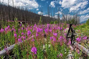 Growing Prints: Fireweed (Epilobium sp.) growing in burnt slopes along the Maligne Lake Road