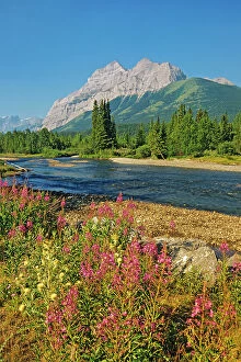 Images Dated 14th June 2023: Fireweed (Epilobium sp.) along the Kananaskis River and the Canadian Rockies, Kananaskis Country