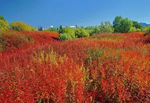 Fireweed Prints: Fireweed (Epilobium sp.) in late summer Kluane National Park Yukon Canada