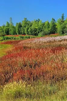 Fireweed Prints: Fireweed (Epilobium sp.) Yellowknife Highway Northwest Territories Canada