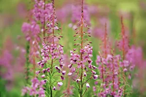 Unsharp Prints: Fireweed - Germany, Bavaria, Upper Bavaria, Freising, Mainburg - Hallertau