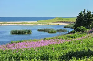 Lawrence Prints: Fireweed along the Gulf of St. Lawrence Priest Pond Prince Edward Island, Canada