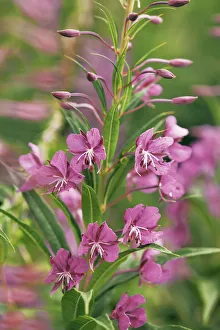 Unsharp Prints: Fireweed - Italy, Veneto, Belluno, Dolomiti d Ampezzo
