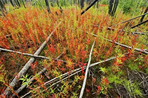 Late Summer Prints: Fireweed in late summer in burn Gillam Road, Manitoba, Canada