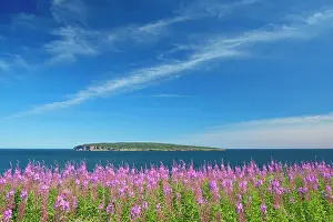 Perce Prints: Fireweed wildflowers and Bonaventure Island in the Atlantic Ocean at the end of the Gaspe Peninsula