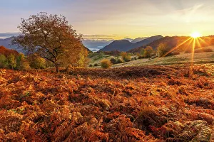 Fern Prints: First autumn light on Piano delle Alpi with red ferns