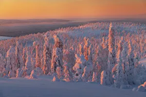 Arctic Region Prints: First light of the day hits the snowy trees from the top of the Kuertunturi