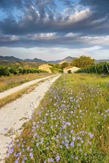 Tracks Prints: First light of morning on Piana dei Tramonti with bloom of Cichorium intybus (Common chicory)