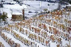 Agricolture Gallery: First snow on the orange vineyards in Langhe, Montelupo Albese, Piedmont, Italy