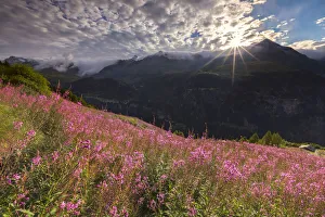 Valchiavenna Prints: First sun light on Willowherb (epilobium) blooming, Starleggia, Spluga valley