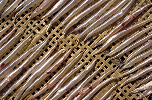 Dried Prints: Fish bladders dry on a bamboo lattice on the outlying