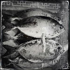Display Prints: Fish on display at the local market, Stonetown, Zanzibar, Tanzania