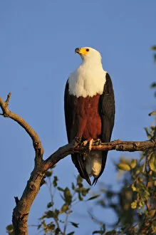 African Wildlife Gallery: Fish Eagle, Haliaeetus vociferon, perched over the Chobe River, Chobe National park