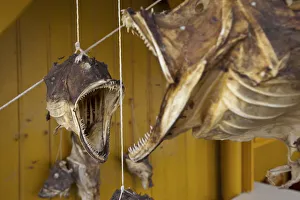 Lofoten Archipelago Prints: Fish Head Detail, Nusfjord, Flakstadoy, Lofoten Islands, Nordland, Norway
