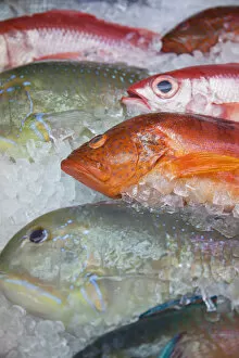 Images Dated 20th January 2014: Fish at Makishi indoor market, Naha, Okinawa, Japan