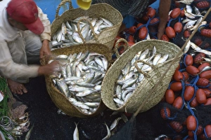 Yemeni Prints: Fish market